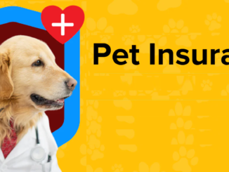 Pet insurance in UK